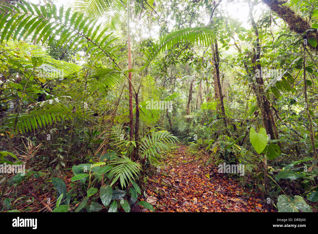 Weg durch ein Nebelwald Naturreservat an der Pacific hängen der Anden in Ecuador Stockfoto