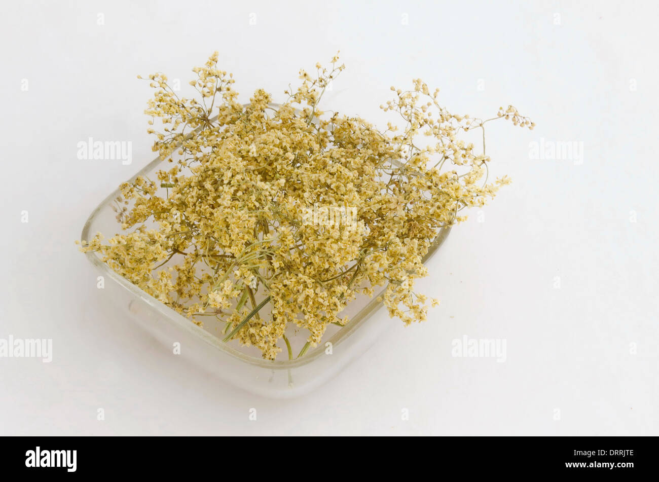 Ökologische heilenden trockene Kraut Blume - Holunderbusch (Sambucus Nigra) auf der Glasplatte Stockfoto