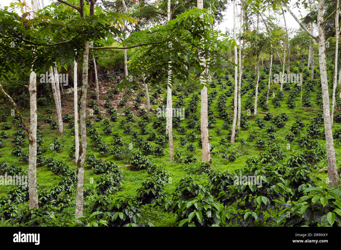 Kaffee-Sträucher in eine Schatten-grown Bio-Kaffee-Plantage an den westlichen Hängen der Anden in Ecuador Stockfoto