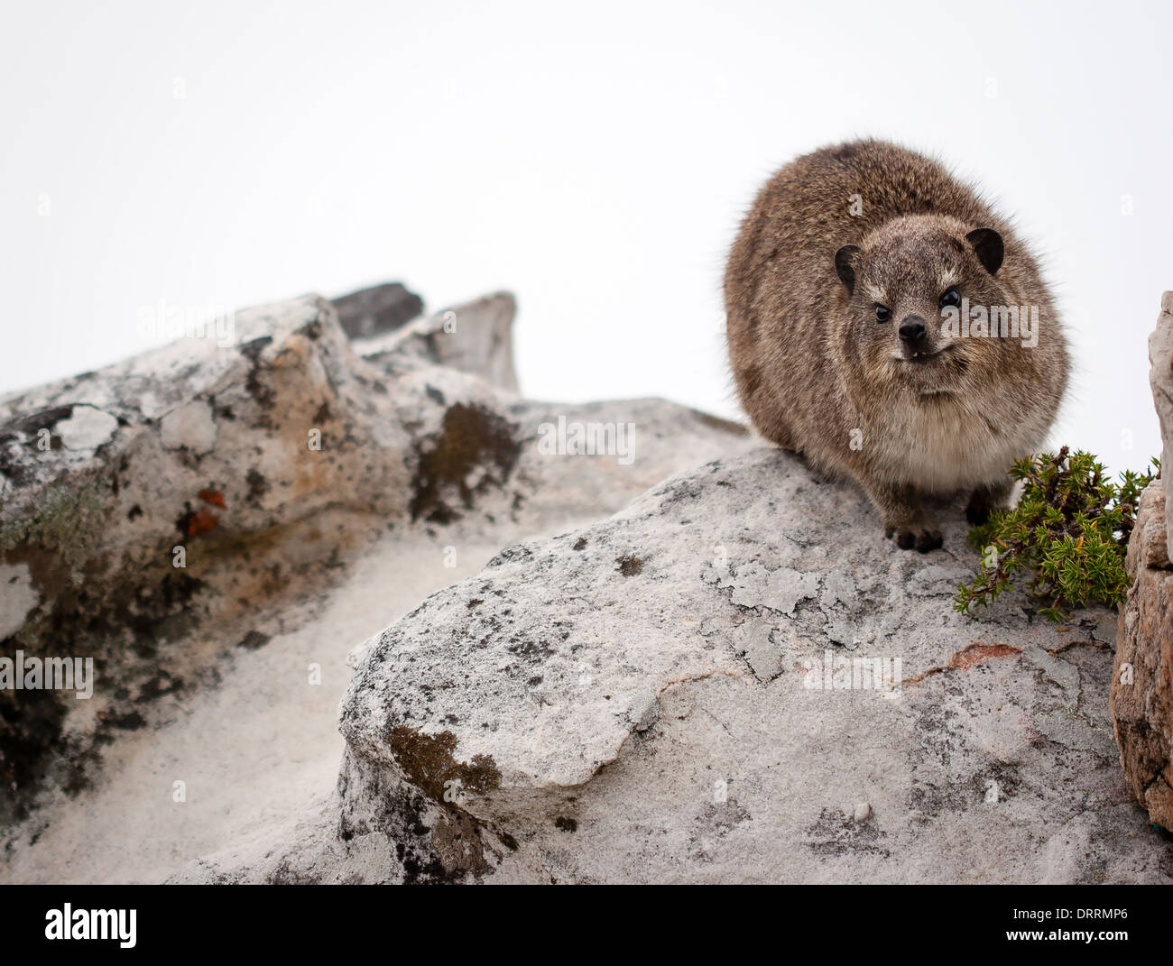 Rock Hyrax oder Klippschliefer auf Felsen der Wolke bedeckt Tafelberg in Kapstadt Südafrika Stockfoto