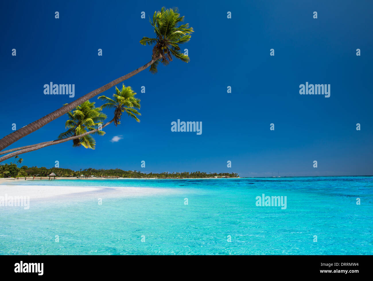 Einige Kokospalmen am einsamen Strand von tropischen Insel Stockfoto