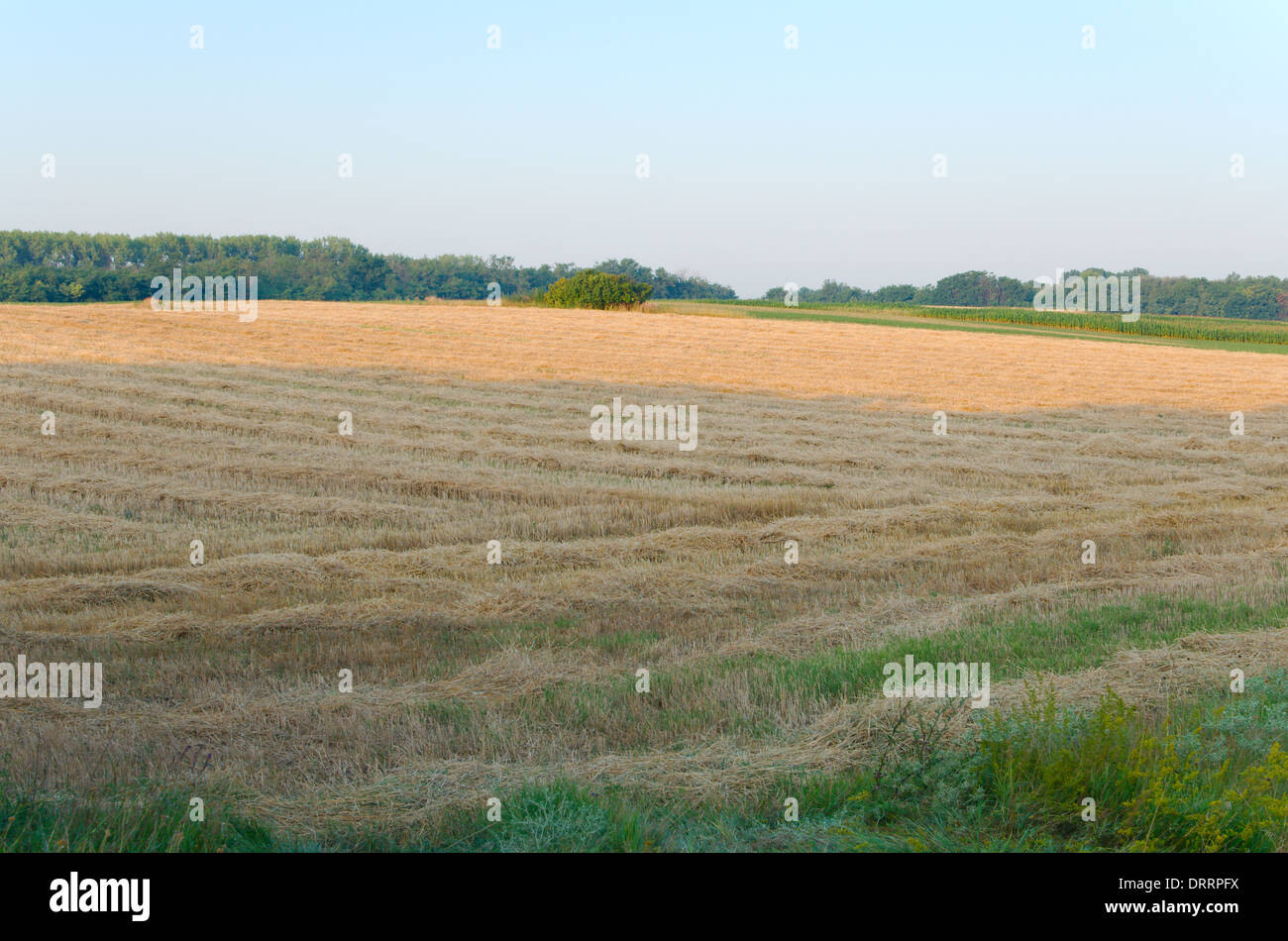 Land nach Weizen ernten am Morgen Stockfoto