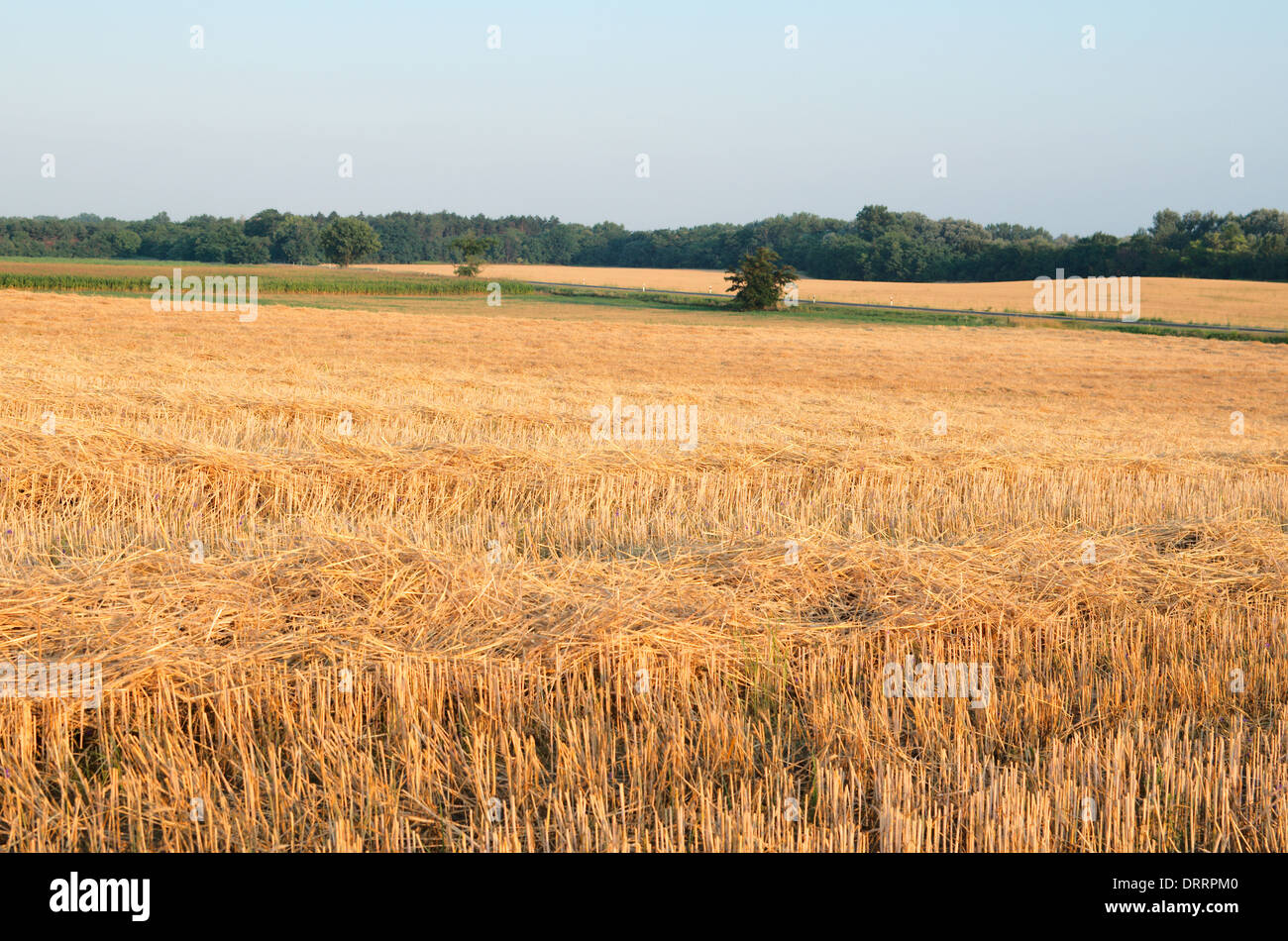 Weizen Stoppel Landschaft mit Mais-Feld in den Morgen Stockfoto