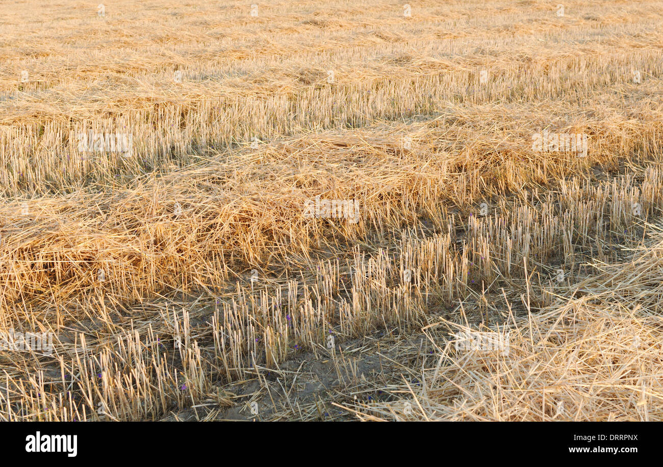 Traktorspuren auf Weizen Stoppeln am Morgen Stockfoto