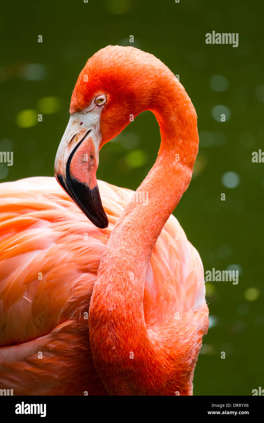 Amerikanische Flamingo (Phoenicopterus Ruper) im Wasser steht. Stockfoto