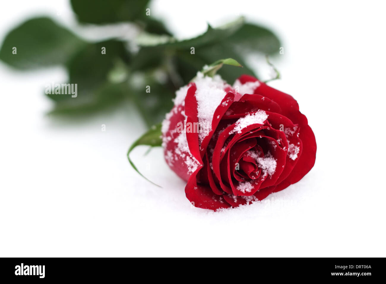 Red Rose im Schnee Stockfoto