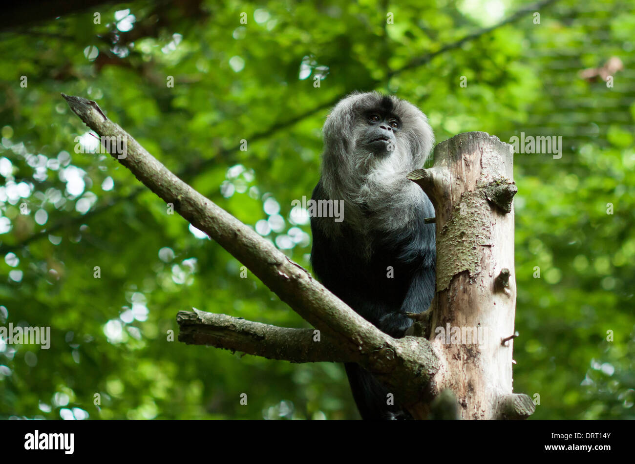 Löwe-tailed Macaque im Baum Stockfoto