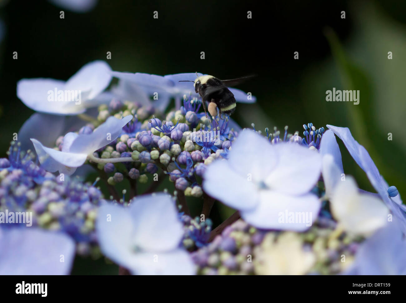 Hummel auf Blumen Stockfoto