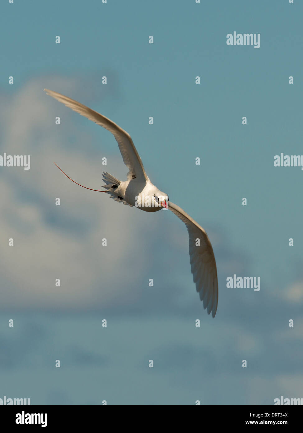 Ein fliegender Rotschwanz-Tropic Vogel auf Kauai Hawaii Stockfoto