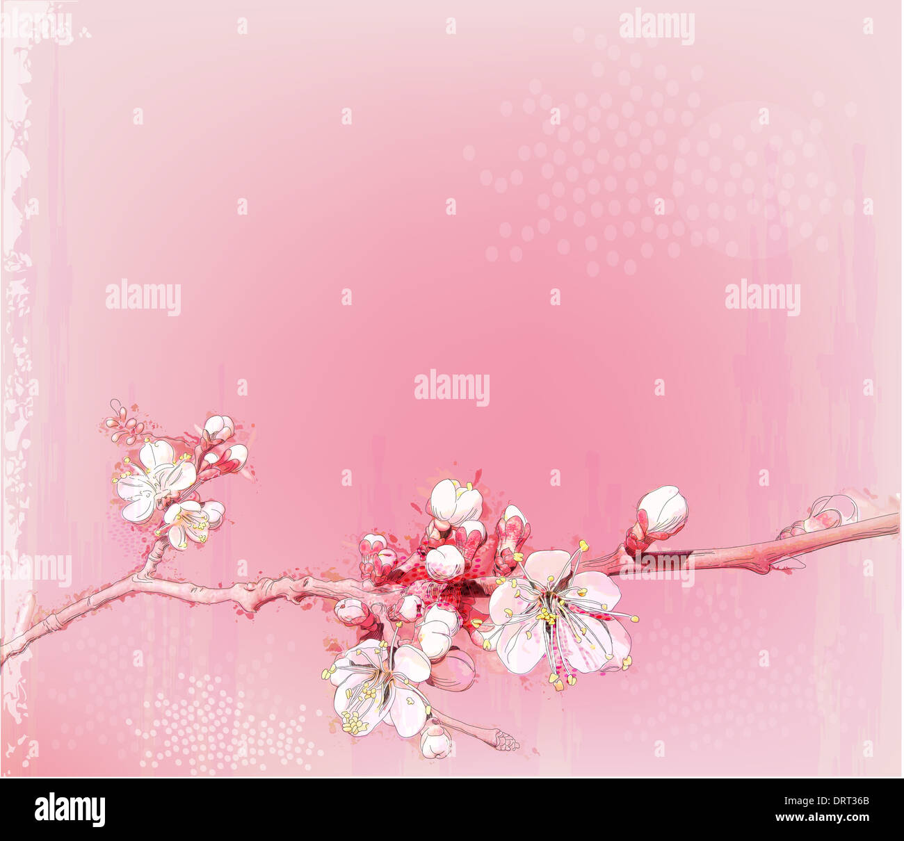 japanische Kirschblüten in voller Blüte Stockfoto