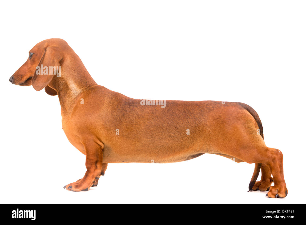 Eine junge und schöne Teckel Welpen, isoliert auf weißem Hintergrund Stockfoto