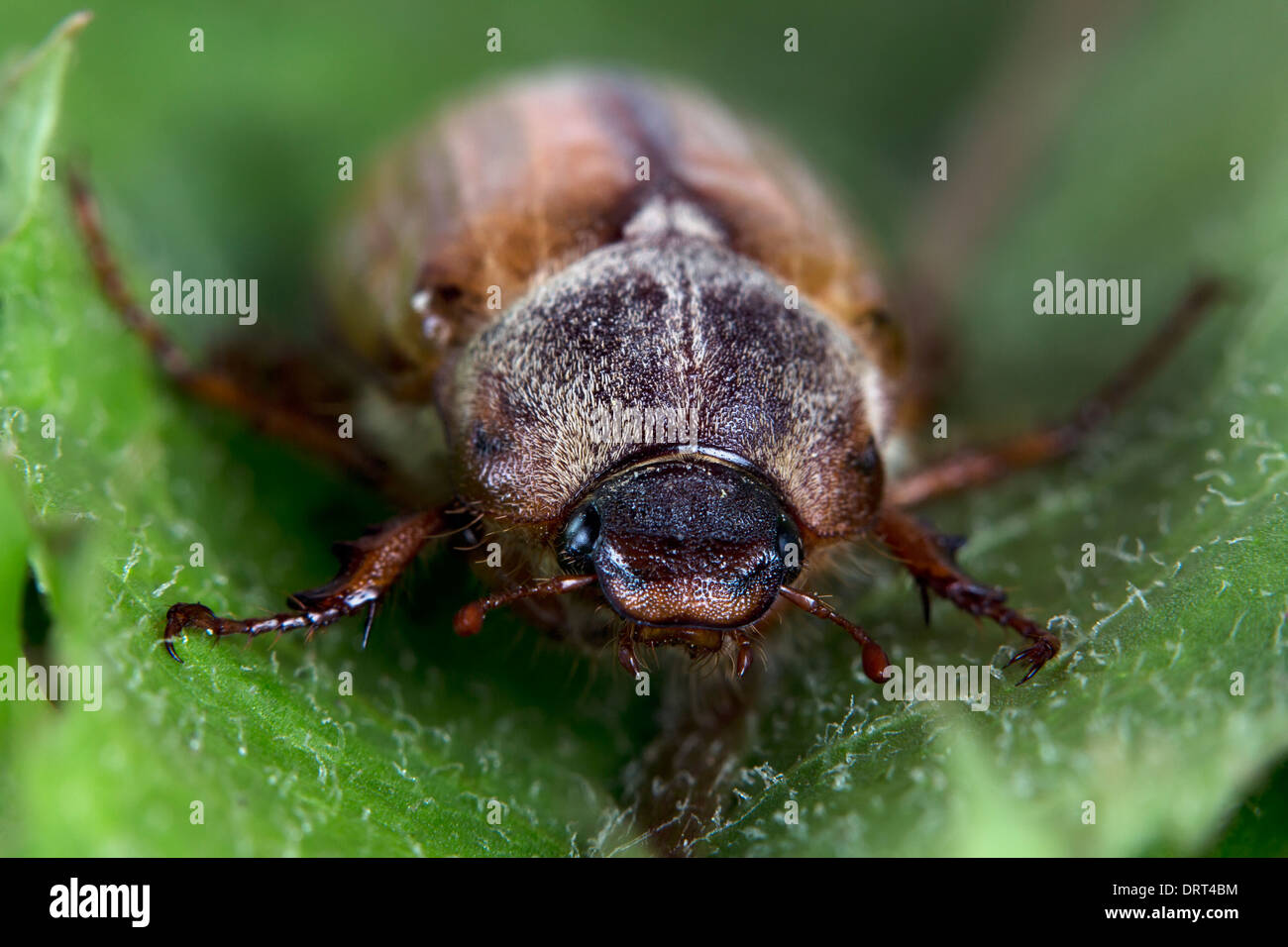 Ein Käfer Stockfoto