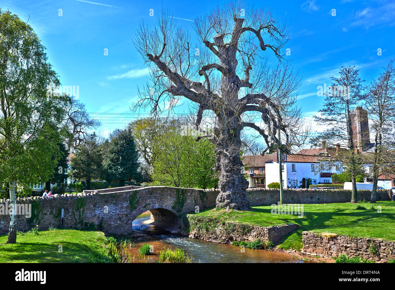 Cannington ist ein Dorf und Zivilgemeinde 3 Meilen (5 km) nordwestlich von Bridgwater in der Sedgemoor Bezirk Somerset Stockfoto