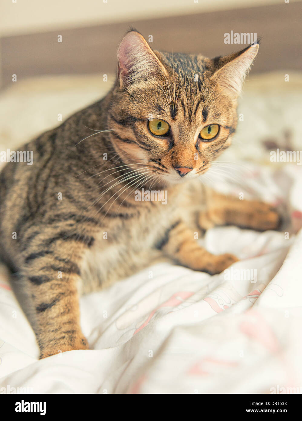 Tabby Katze mit gelben Augen entspannt auf Bett Stockfoto