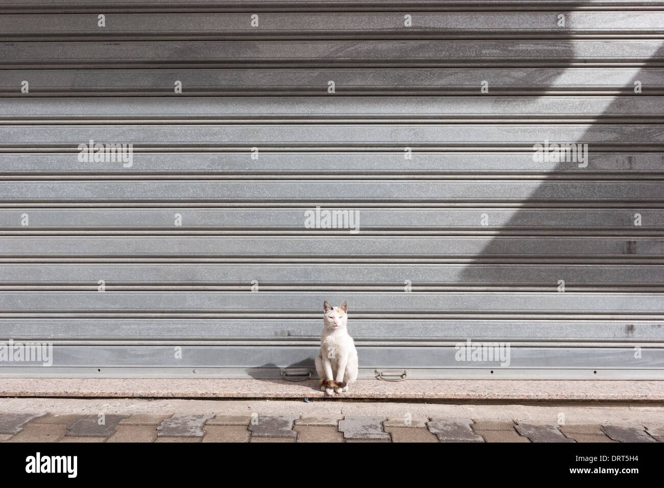 Katze in Fornt eine Garage Tor Stockfoto