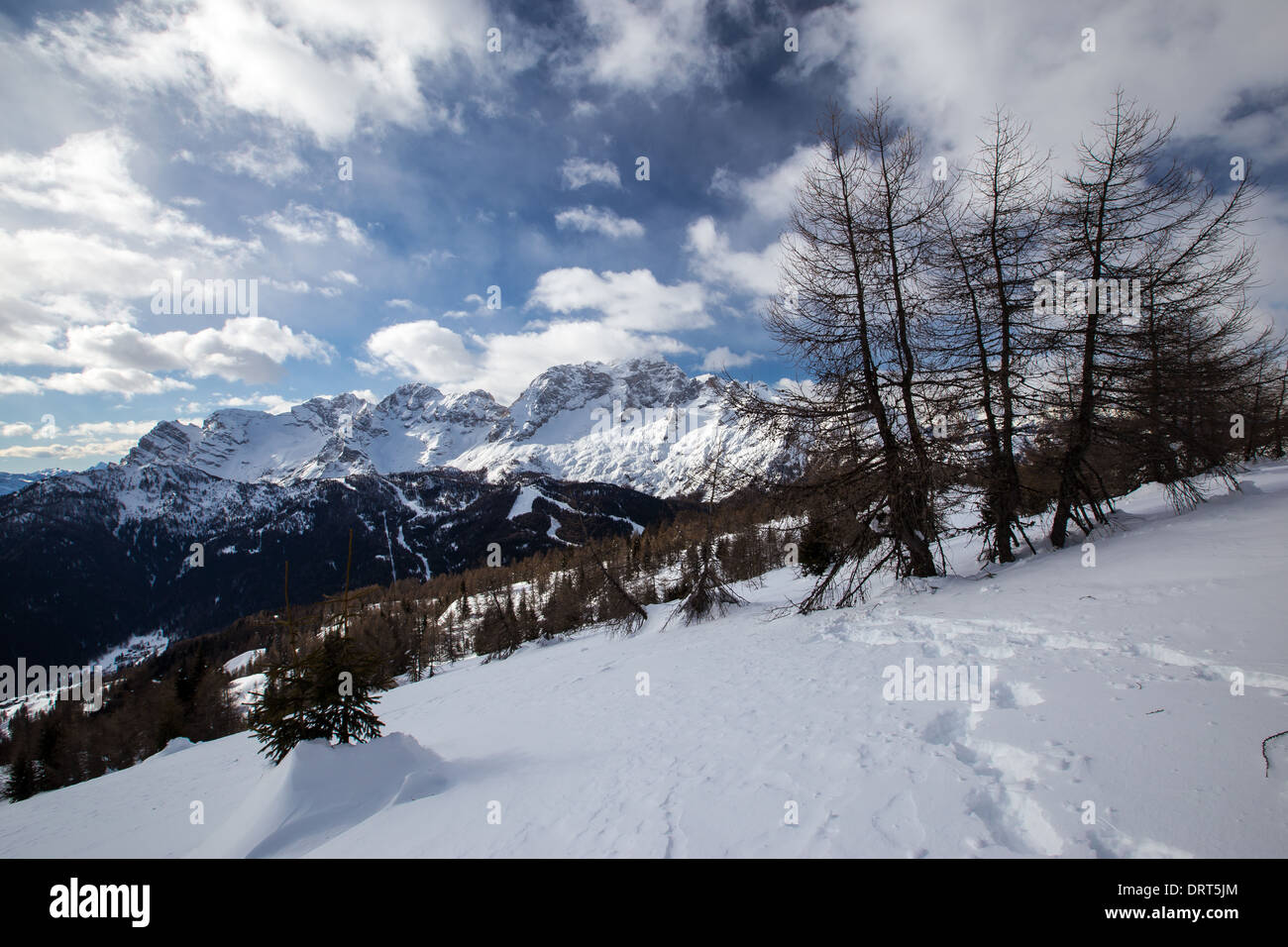 Wintersaison, Schnee, Lärchen (Larix Dichuda). Die Dolomiten. Italienische Alpen. Stockfoto