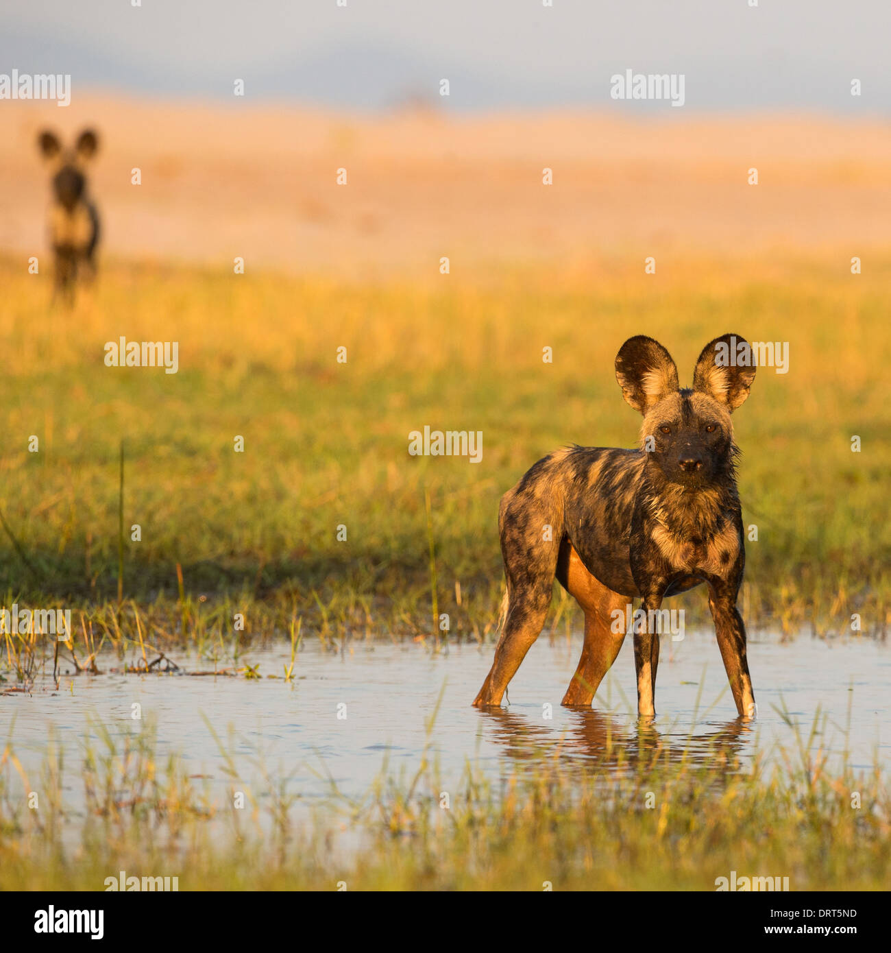 Afrikanischer Wildhund (LYKAON Pictus) im Wasser Blick in die Kamera steht Stockfoto