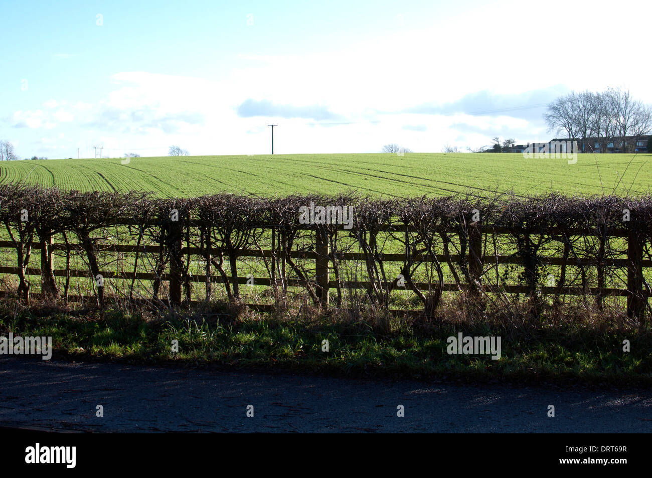 Weissdorn Hecke Im Winter Warwickshire Uk Stockfotografie Alamy