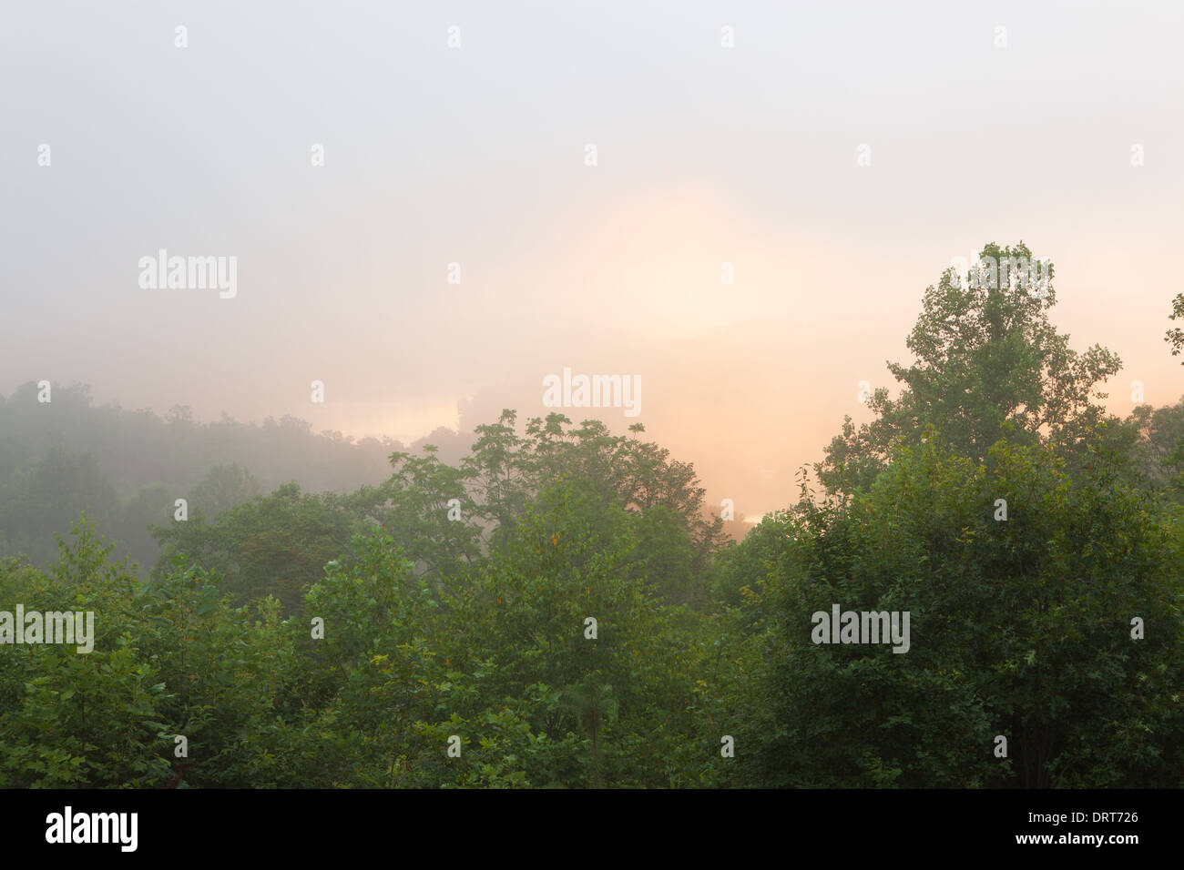 Nebelige Hügellandschaft mit Nebel Stockfoto