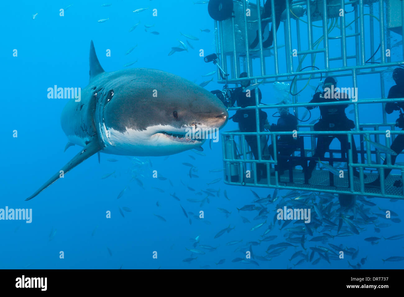 Great White Shark Cage Diving, Carcharodon Carcharias, Insel Guadalupe, Mexiko Stockfoto