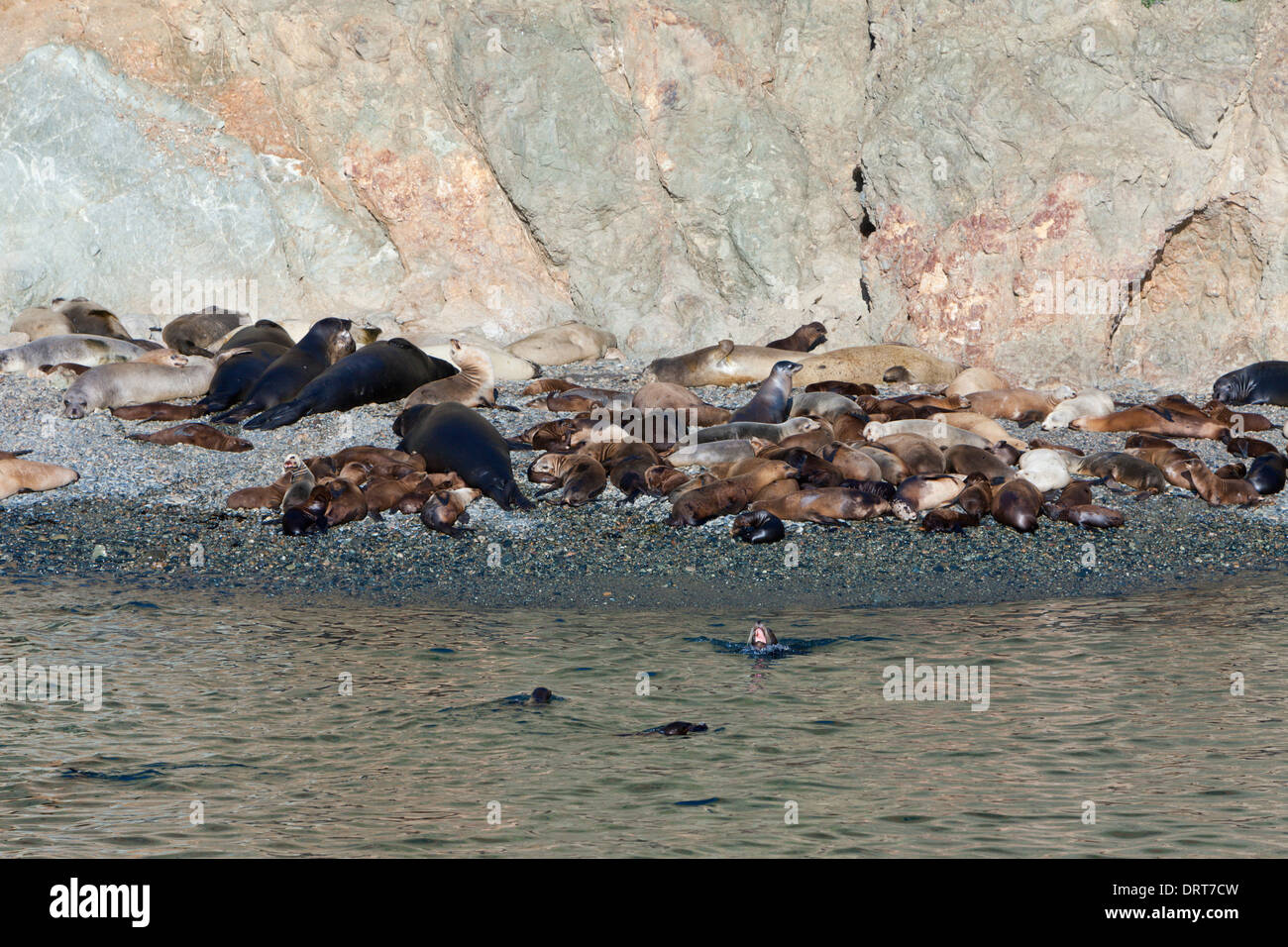 Kolonie von Seelöwen, Seebär und See-Elefant, Cedros Island, Mexiko Stockfoto