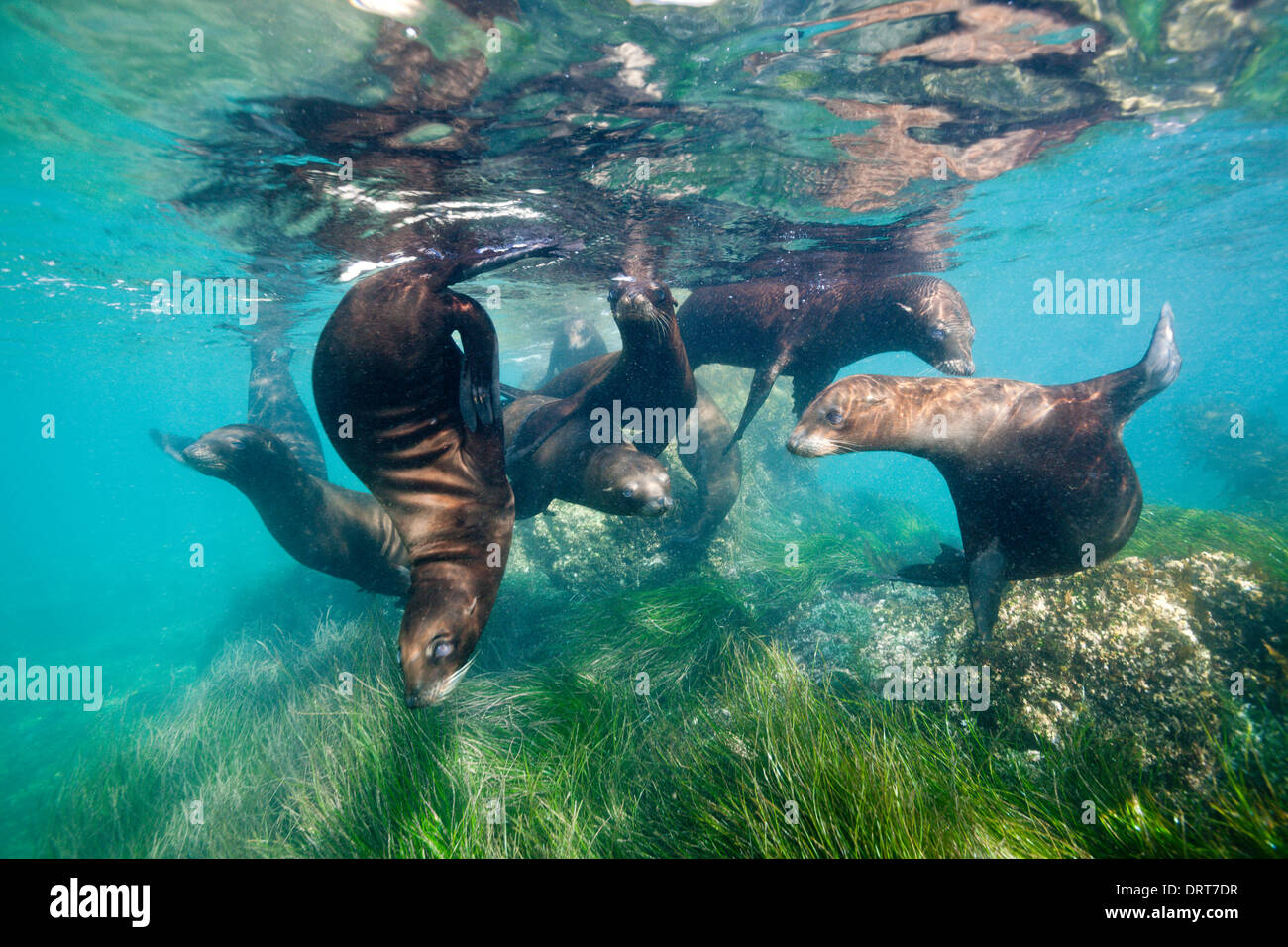 Spielen kalifornische Seelöwe, Zalophus Californianus, Cedros Island, Mexiko Stockfoto