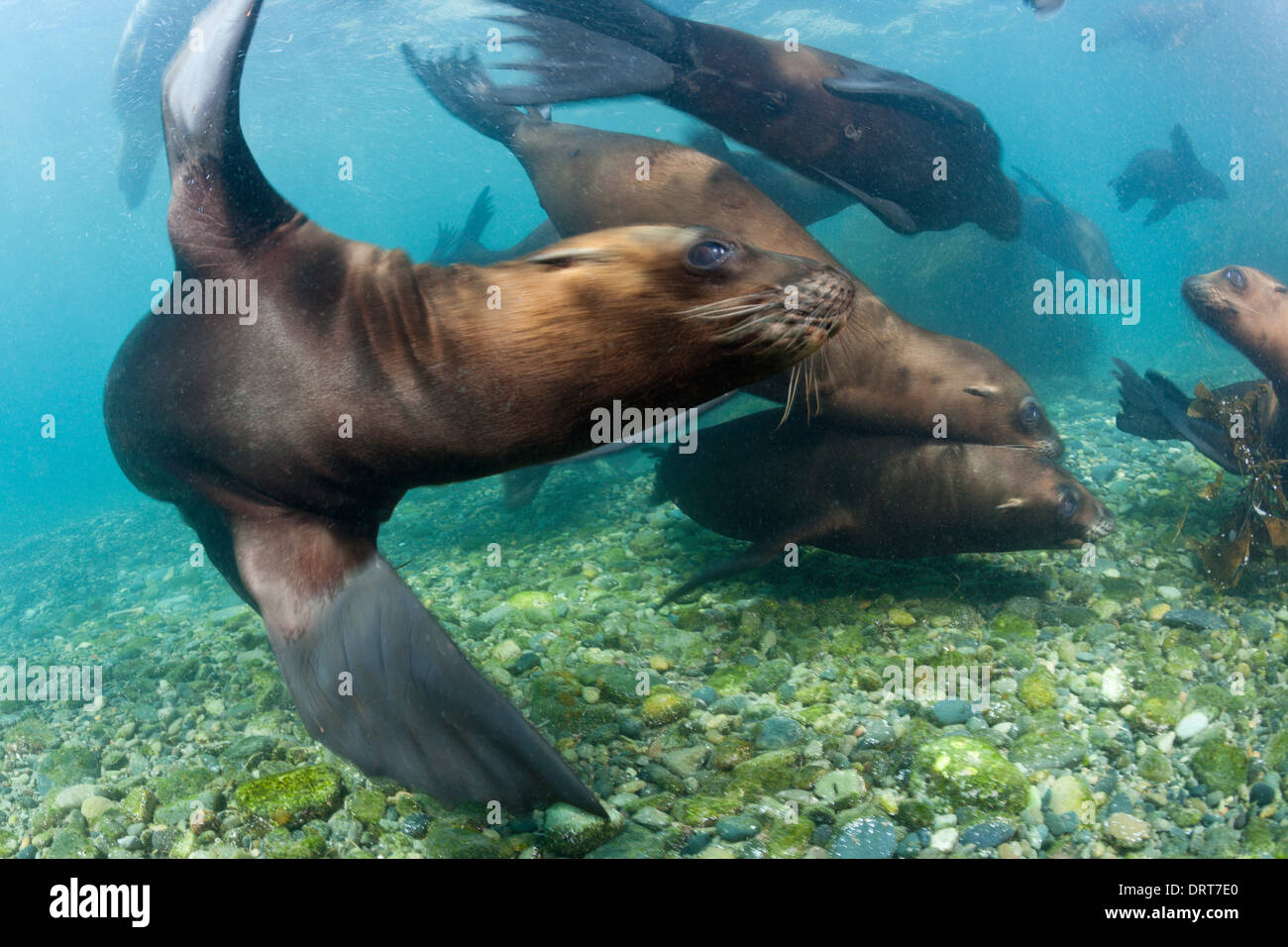 Spielen kalifornische Seelöwe, Zalophus Californianus, Cedros Island, Mexiko Stockfoto