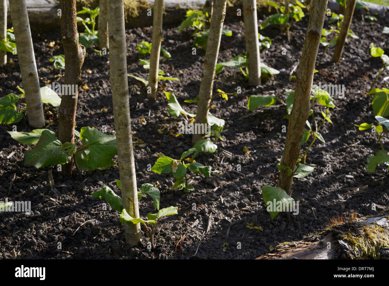 Junge Runner Bean Pflanzen mit traditionellen rustikalen Hazel Beanpoles, Wales, UK. Stockfoto