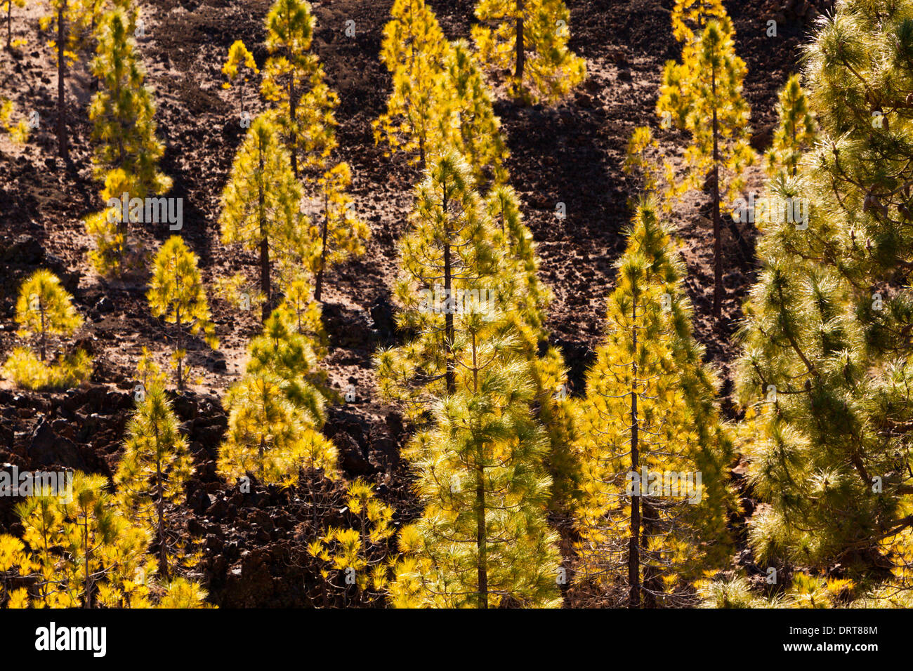 Kanarische Kiefern im Teide-Nationalpark, Pinus Canariensis, Teneriffa, Spanien Stockfoto