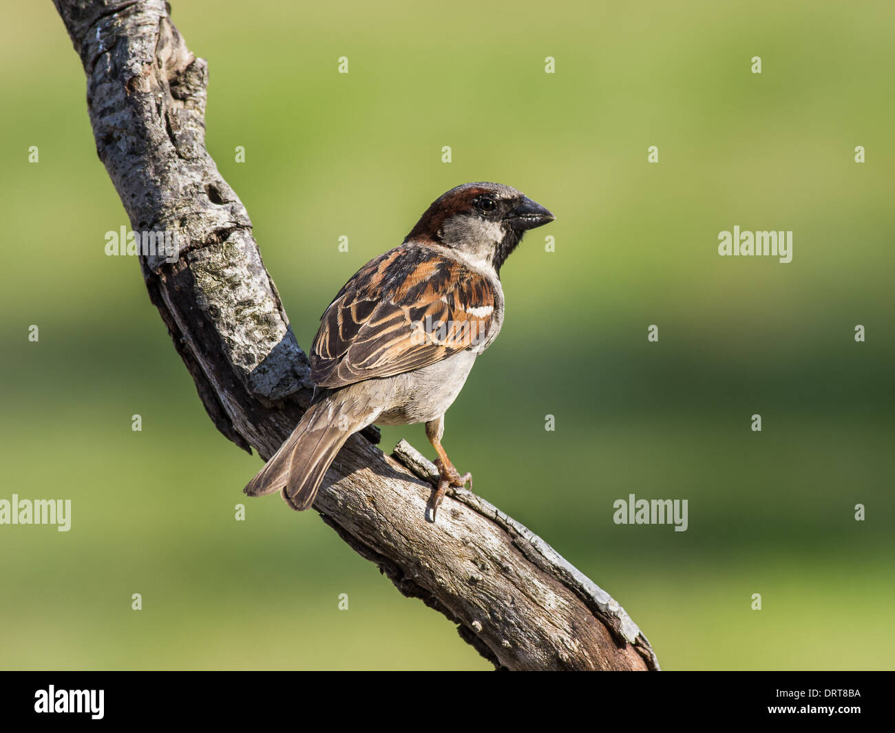 Haussperling (Passer Domesticus) Stockfoto