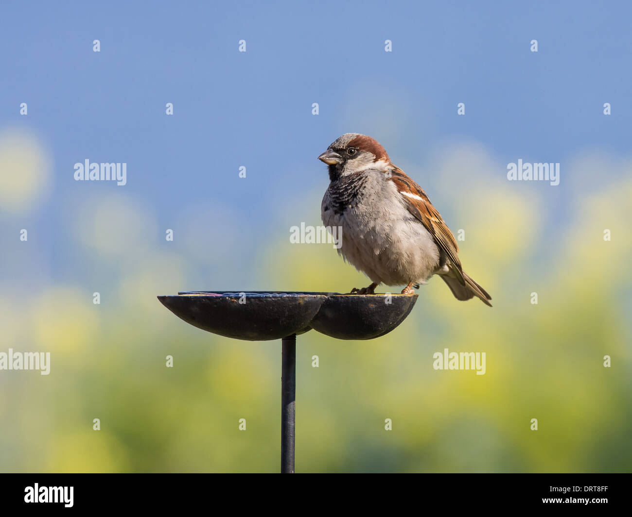 Haussperling (Passer Domesticus) Stockfoto