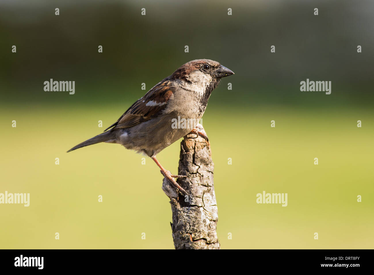 Haussperling (Passer Domesticus) Stockfoto