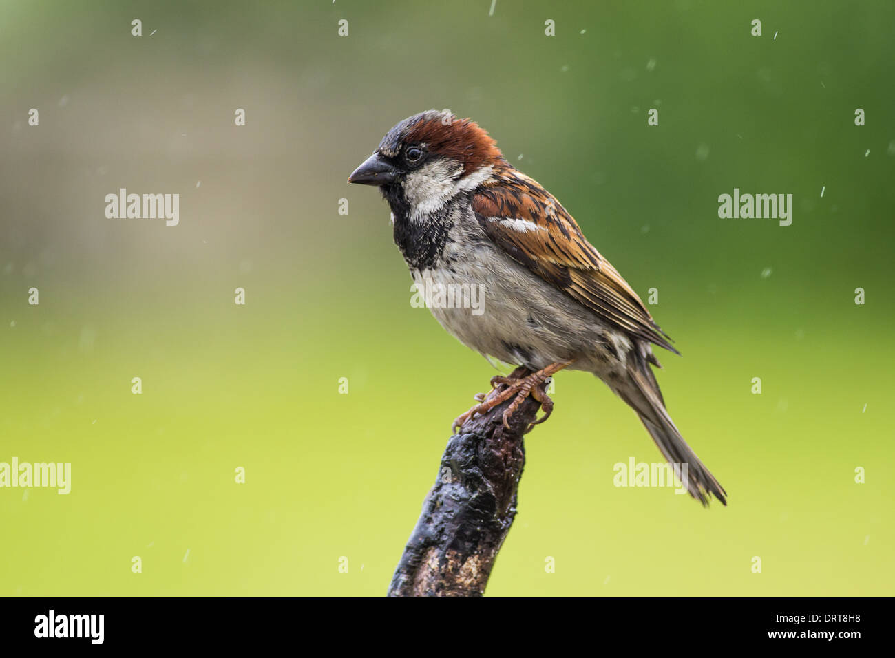 Haussperling (Passer Domesticus) Stockfoto