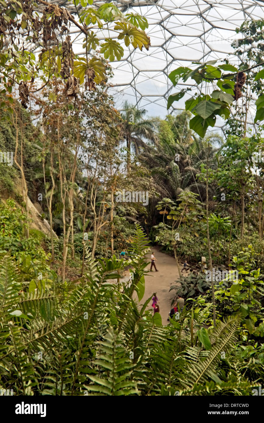 Ein Blick ins Innere der tropischen Biome von Eden Project, St Blazey, Cornwall, Großbritannien. Stockfoto