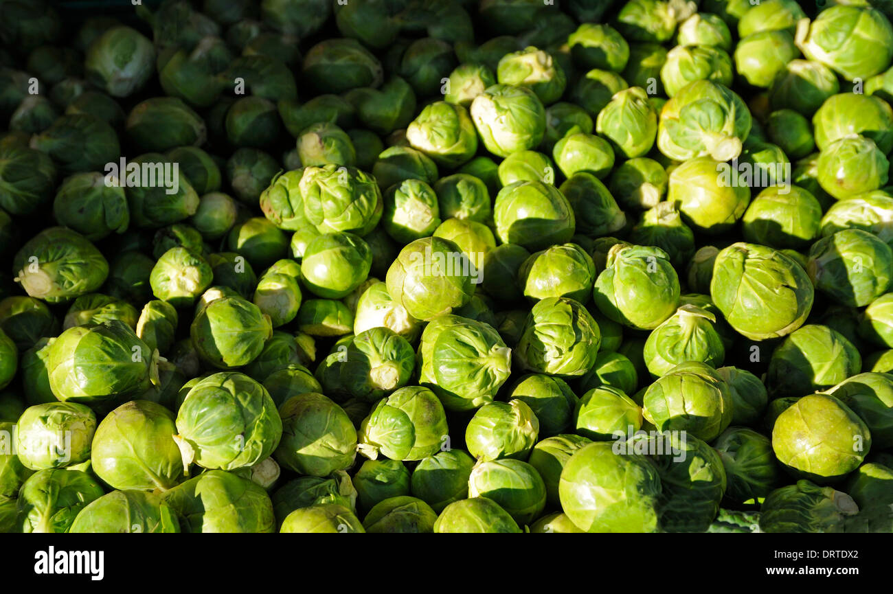 FRISCHER ROSENKOHL Stockfoto