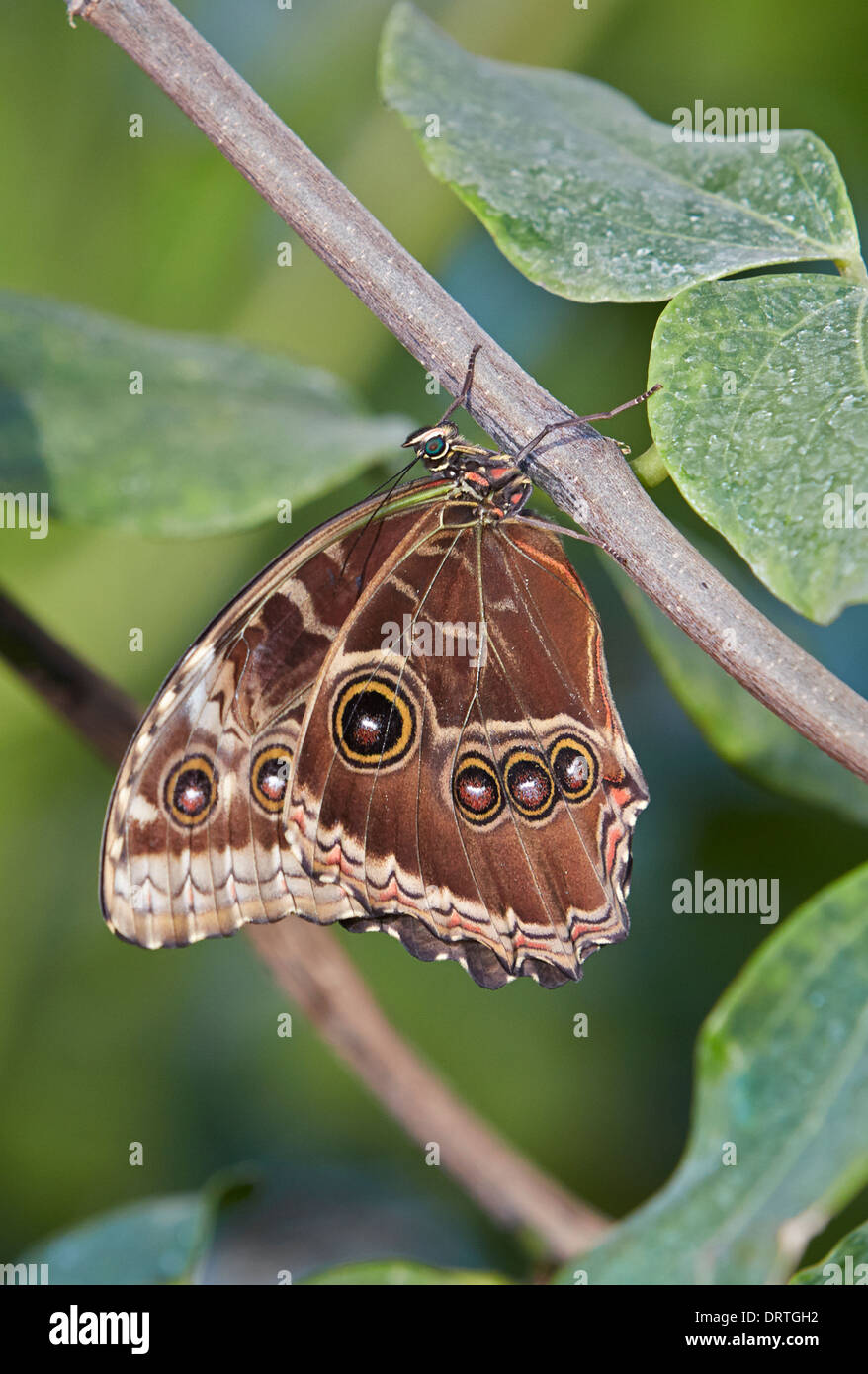 Blue Morpho Morpho Peleides oder gemeinsame Morpho oder Kaiser Schmetterling Ventral oder Ansicht geschlossen Stockfoto