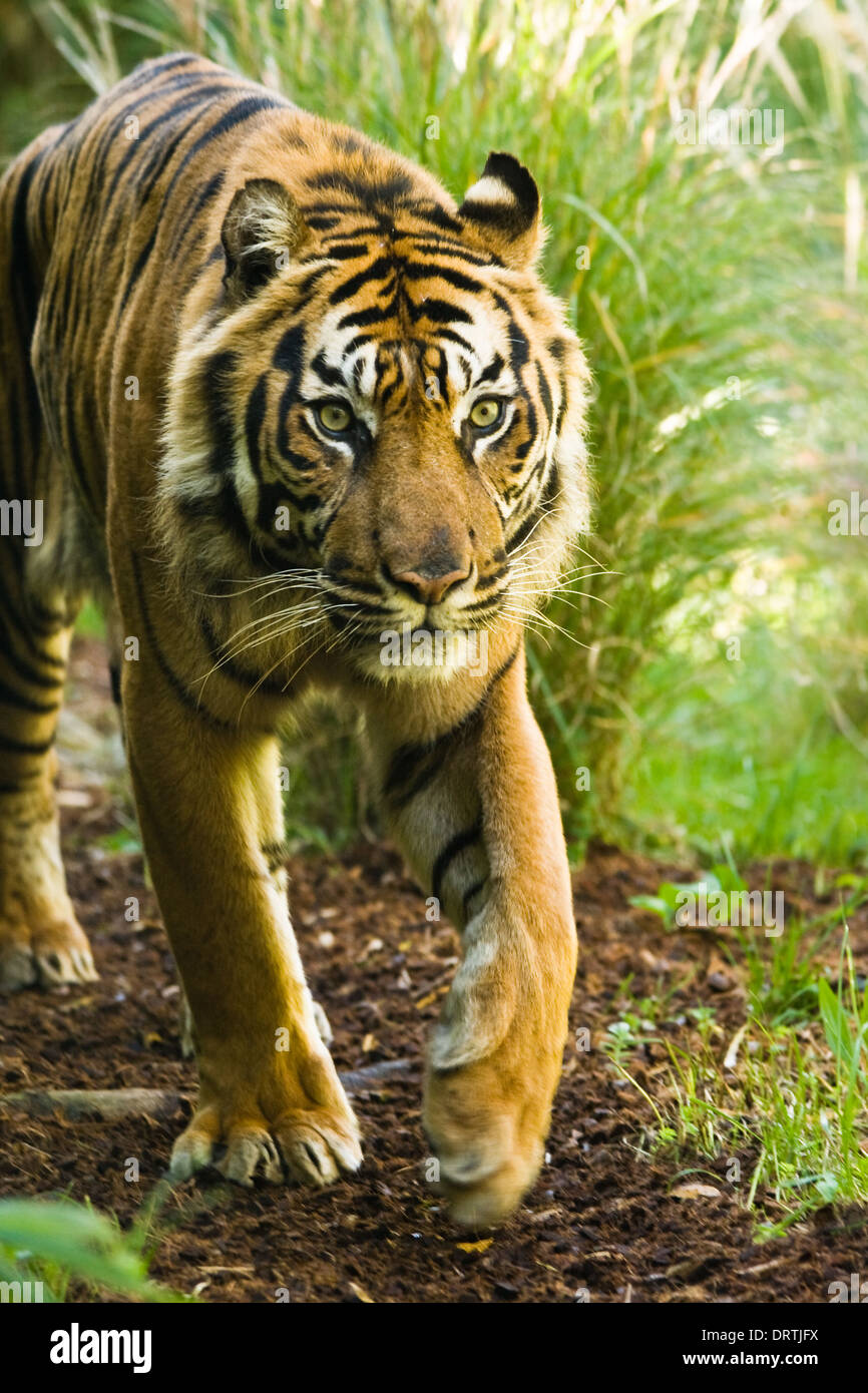 Asiatische Tiger herumlaufen an sonnigen Morgen Stockfoto