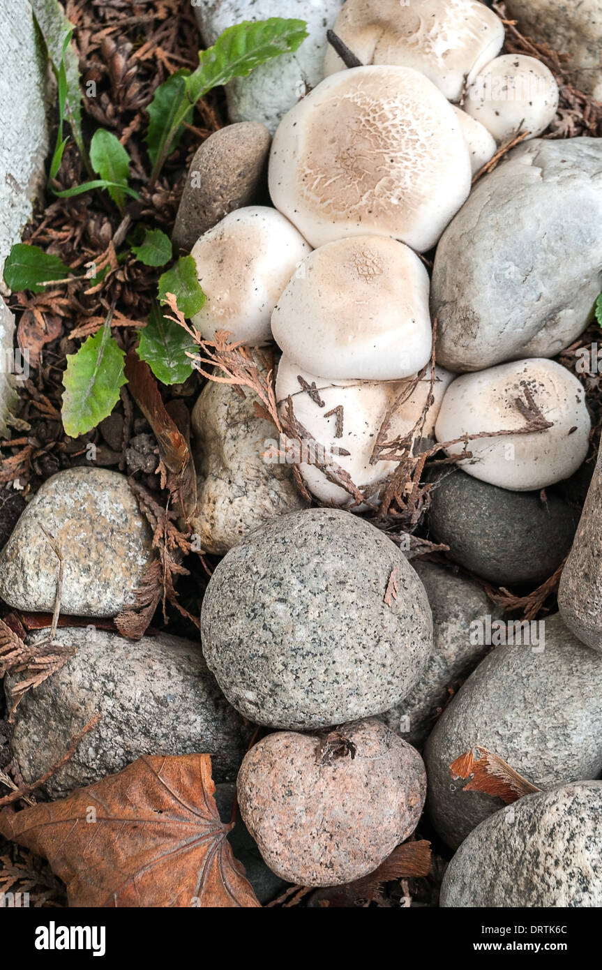 Wildpilz in einem Rock-Bett Stockfoto