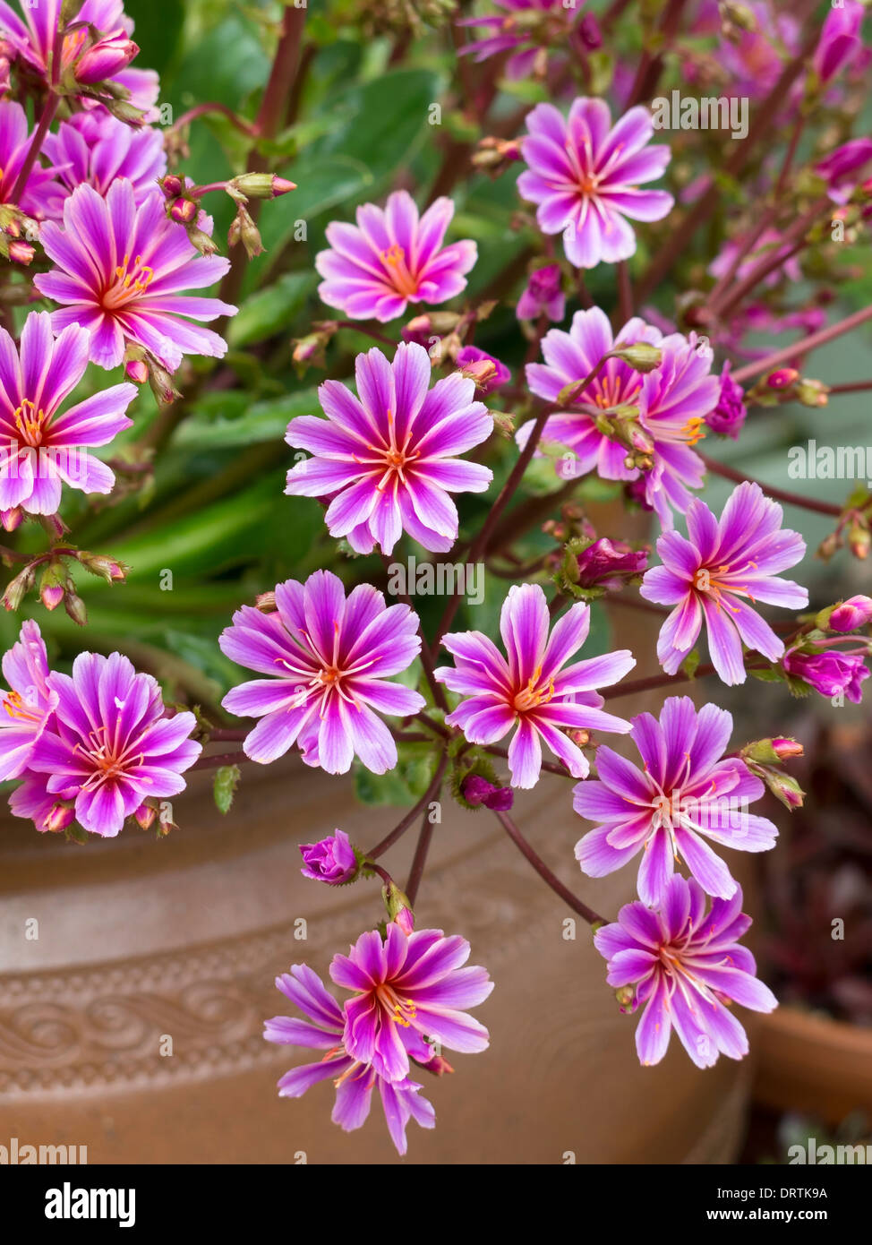 Lila Blüten wachsen in Terrasse Topf Stockfoto