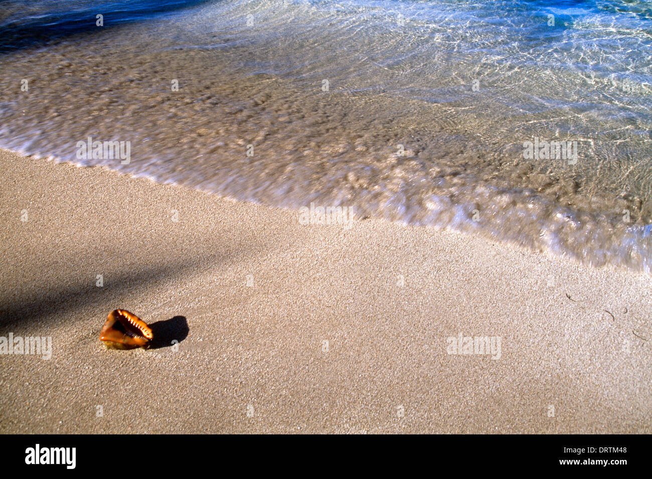 Weibliche Muschel am Strand Nisbet Strand Nevis St. Kitts Stockfoto