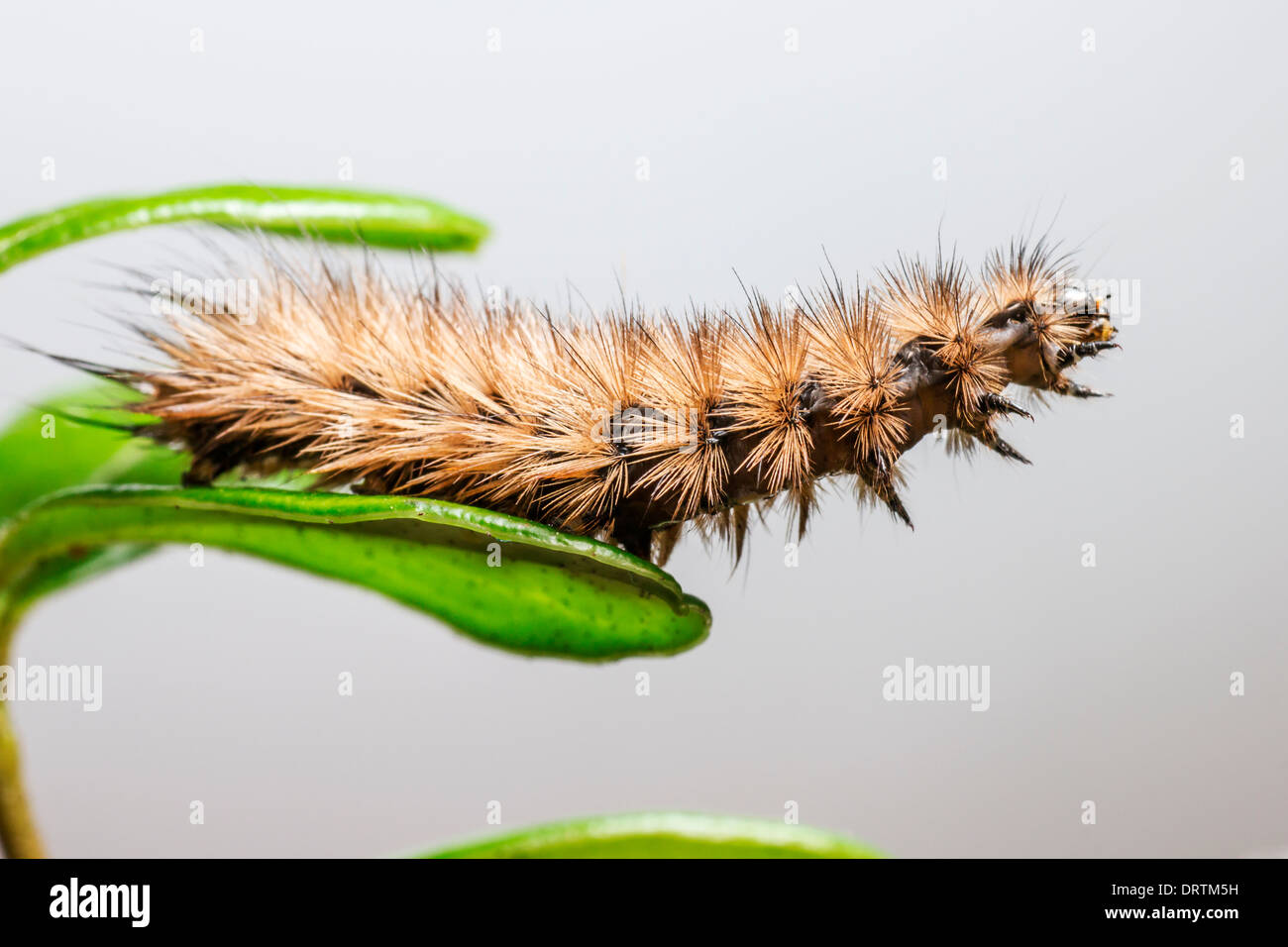 Die Ruby Tiger-Raupe Stockfoto