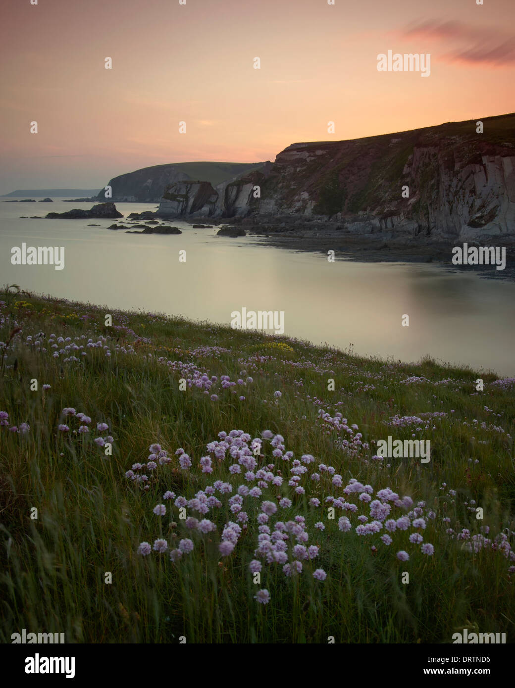 Sparsamkeit in der Nähe von Ayrmer Bucht auf der South West Coast Path in Kingsbridge mit Blick auf Westcombe Strand, Ringmoor kurz nach Sonnenuntergang Stockfoto