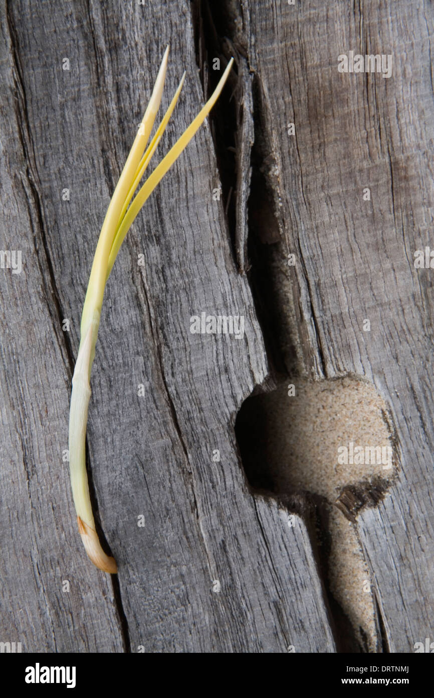 Dünengebieten Rasen, Ammophila Arenaria wächst durch einen Spalt in einer hölzernen Buhne in Tenby, Pembrokeshire. Stockfoto