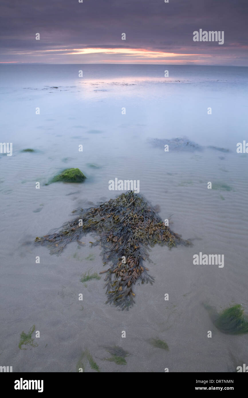 Algen-Pfeil im Meer auf den Sonnenaufgang in Tenby Stockfoto