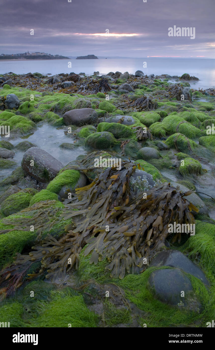 Algen und Steinen bei Ebbe am Strand von Tenby, Wales Stockfoto