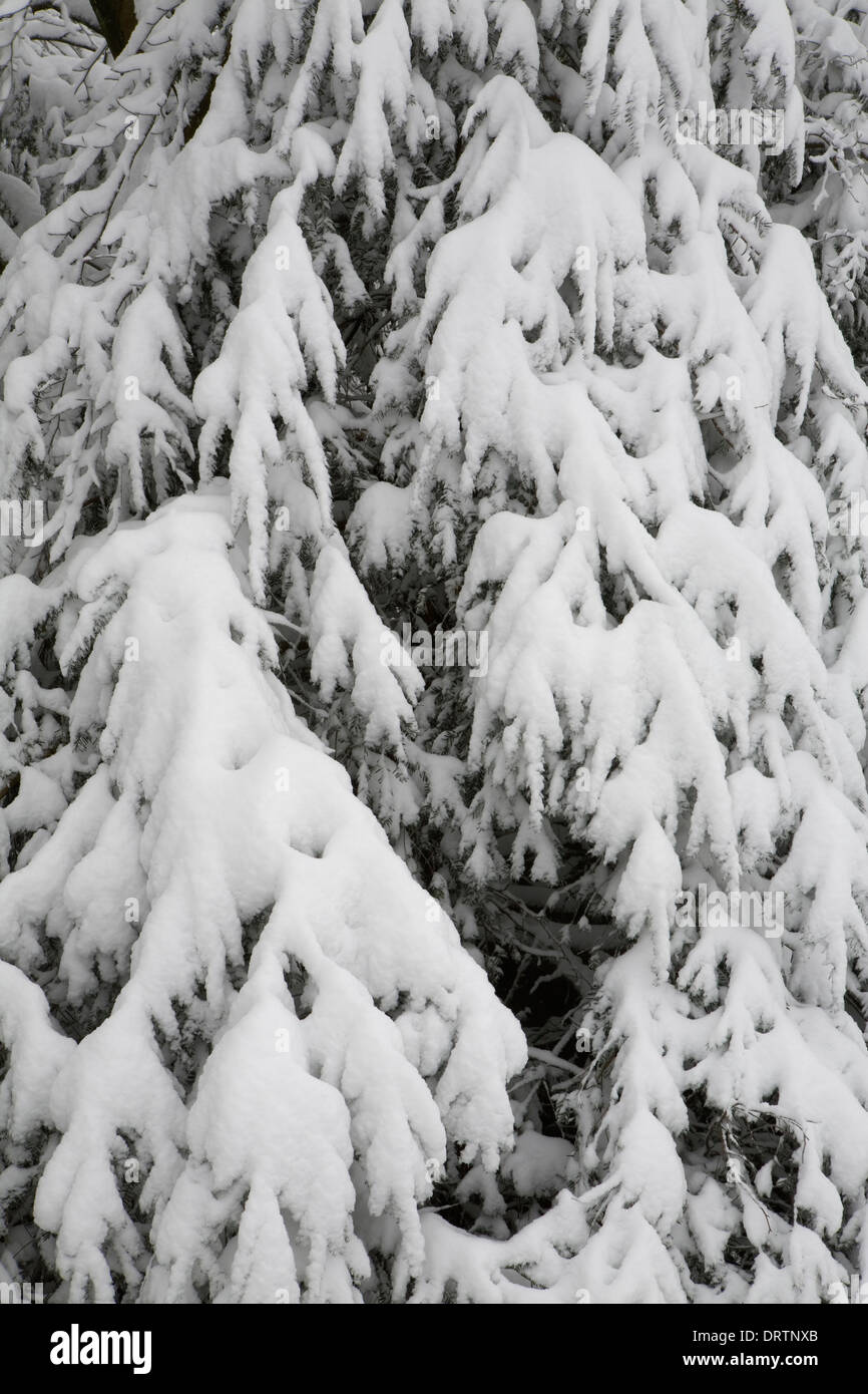 Schnee wird auf die Zweige des Baumes Nadel-, Malvern Hills, Worcestershire aufwärts. Stockfoto