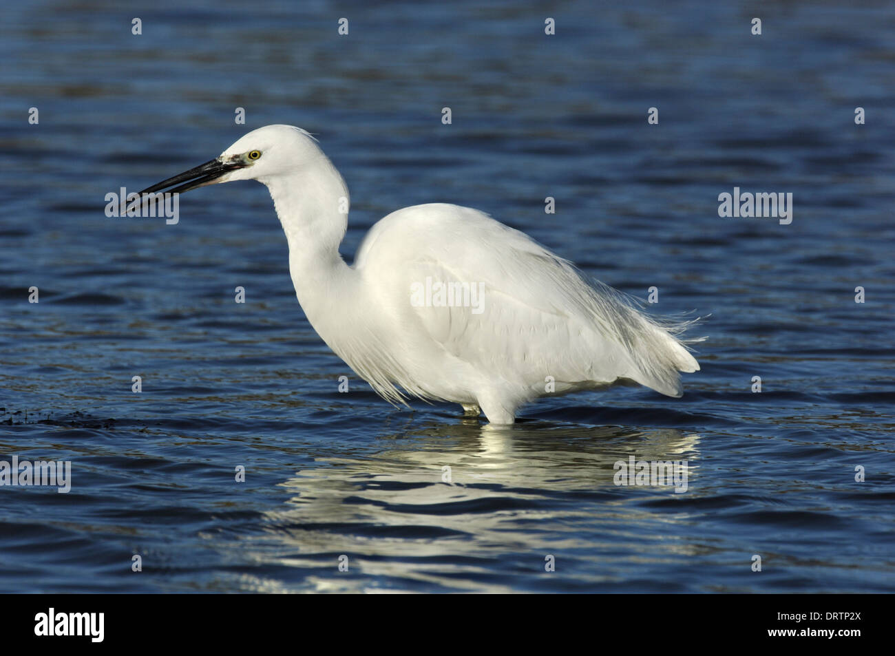 Kleiner Reiher Egretta garzetta Stockfoto