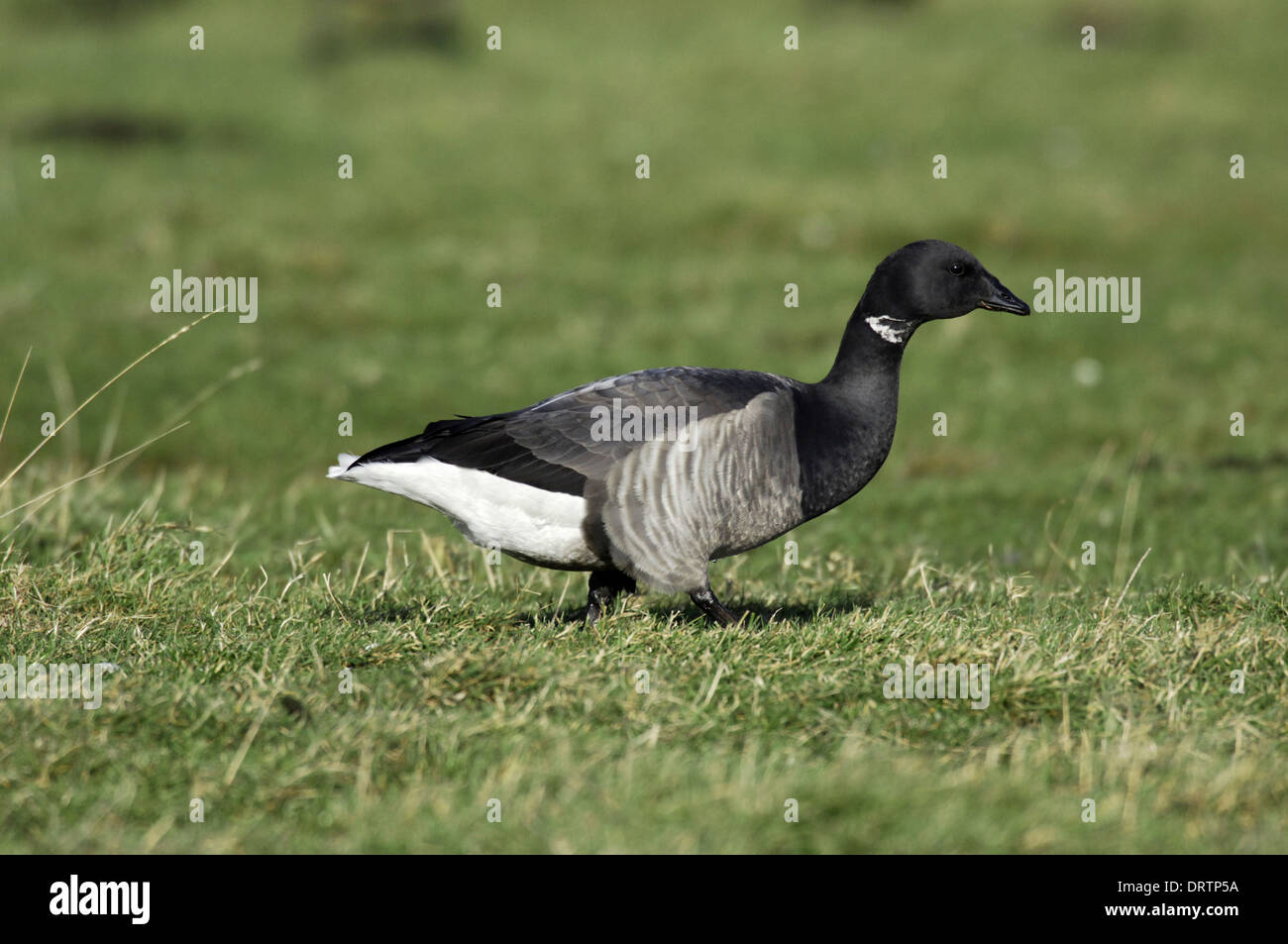 Brent Goose, blass-bellied Rennen Branta bernicla Stockfoto