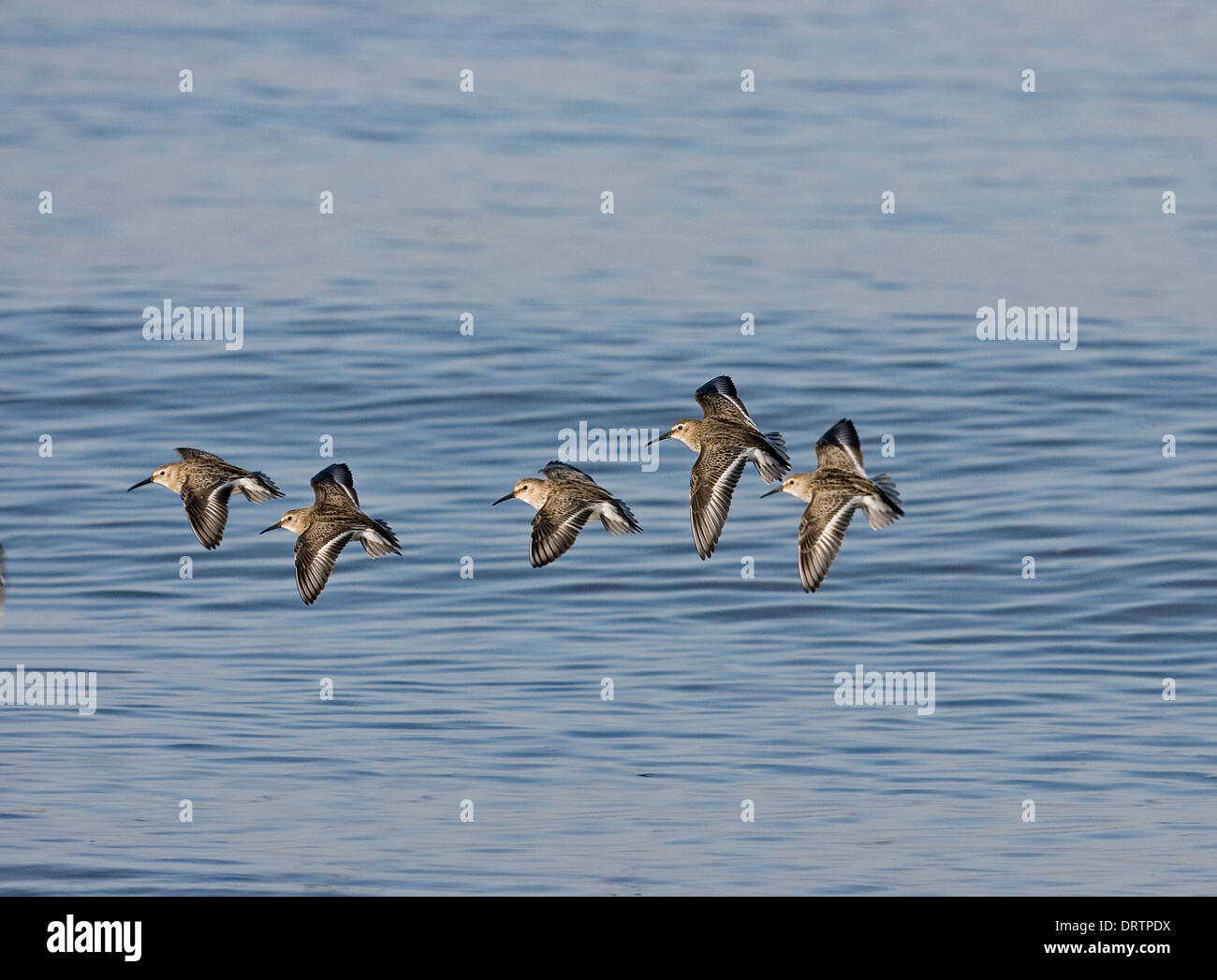 Alpenstrandläufer Calidris alpina Stockfoto