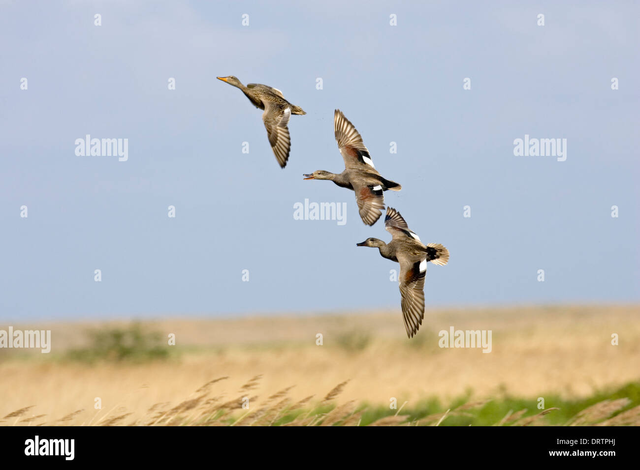 Gadwall Anas strepera Stockfoto